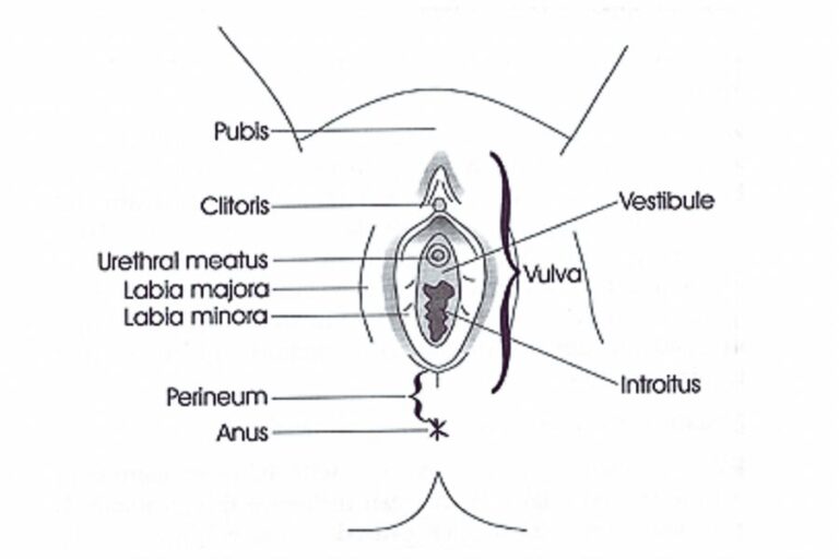 Parts of the female genitalia