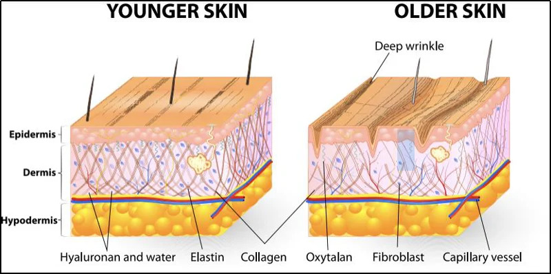 comparison-of-a-younger-and-older-skin